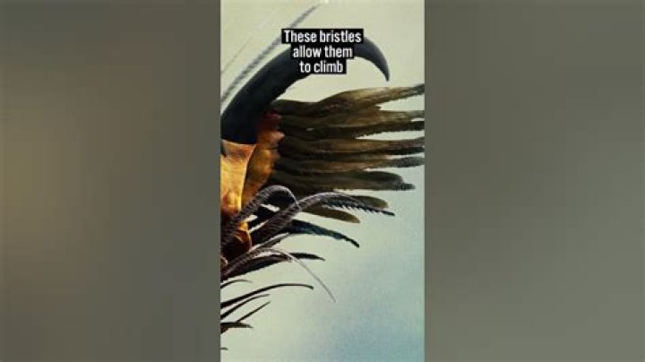 Do Tarantulas Climb Glass