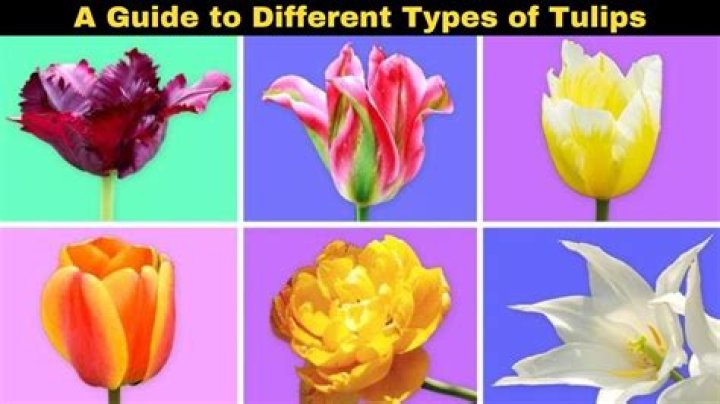 Do tulips kill other flowers