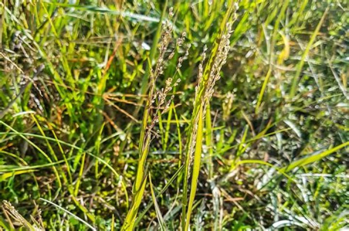 Does cornmeal keep weeds away