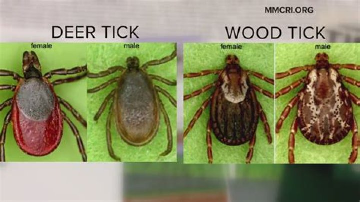 Does garlic oil kill ticks