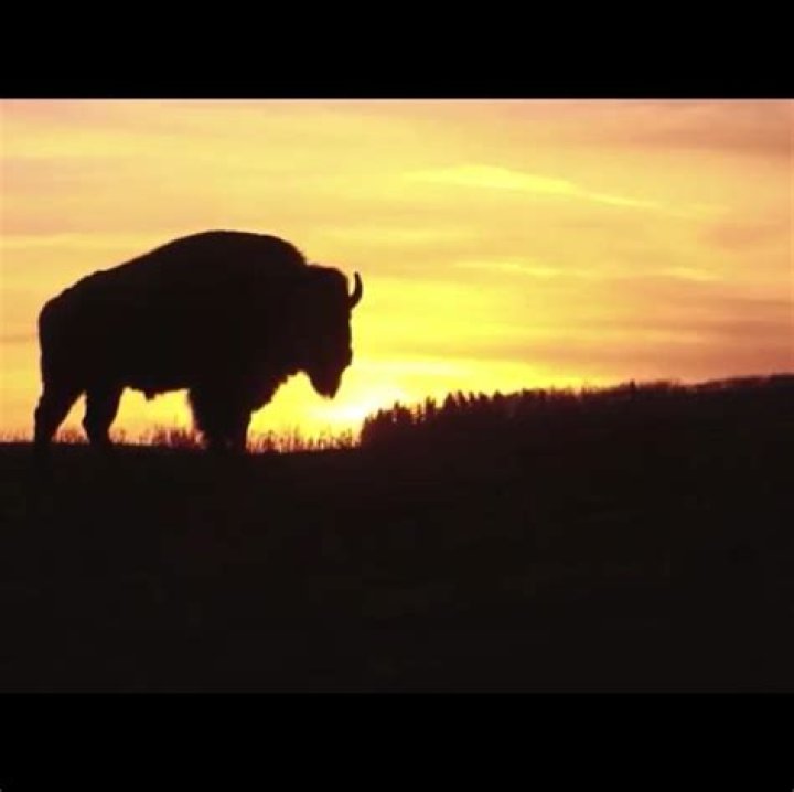 Does Tanka mean Buffalo