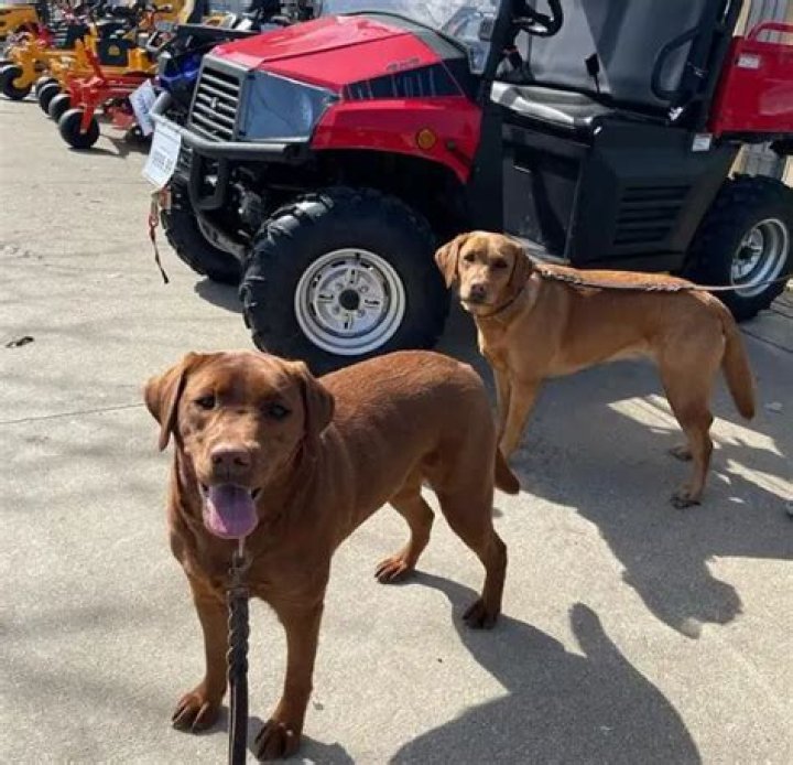 Does Tractor Supply Allow Dogs