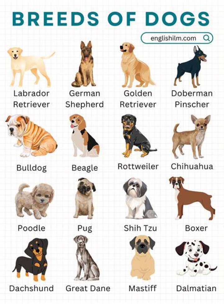Dog Breeds That Hop When They Run