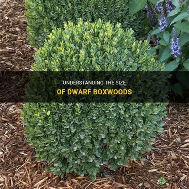 How big do baby gem boxwoods get
