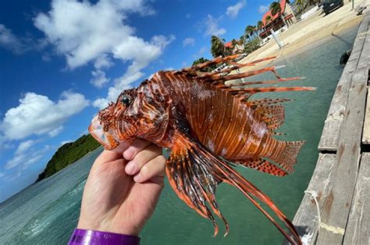 How big does a dwarf lionfish get
