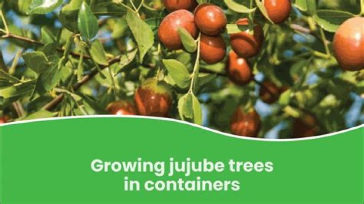 How big does a jujube tree get