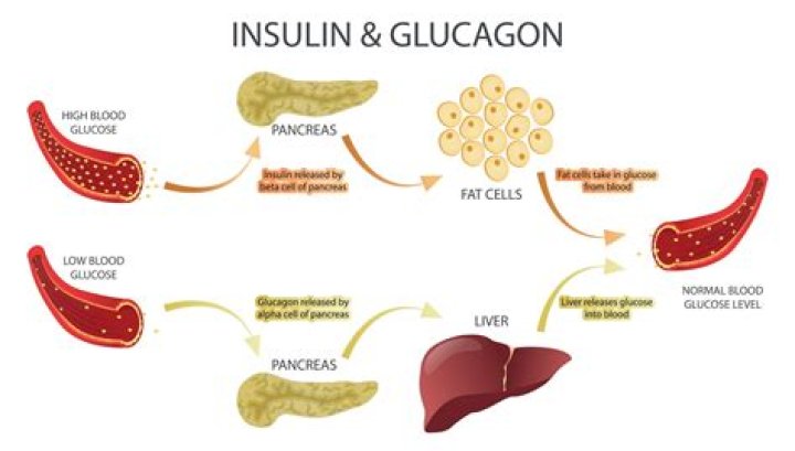 How can I raise my glucagon levels