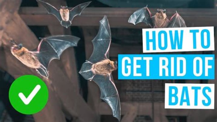 How do I get bats out of my barn