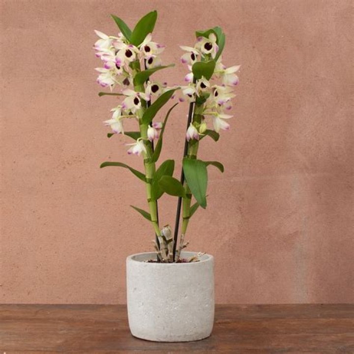 How do I get my dendrobium orchid to bloom again