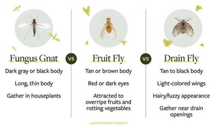 How do I get rid of gnats in my fiddle leaf fig