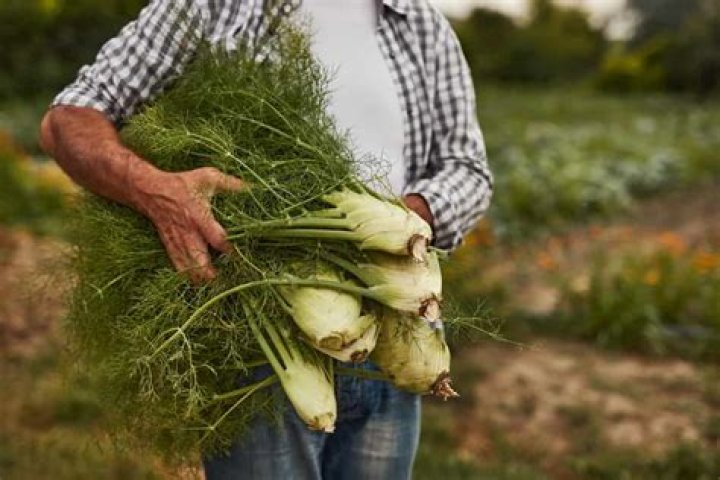 How do I harvest fennel from my garden