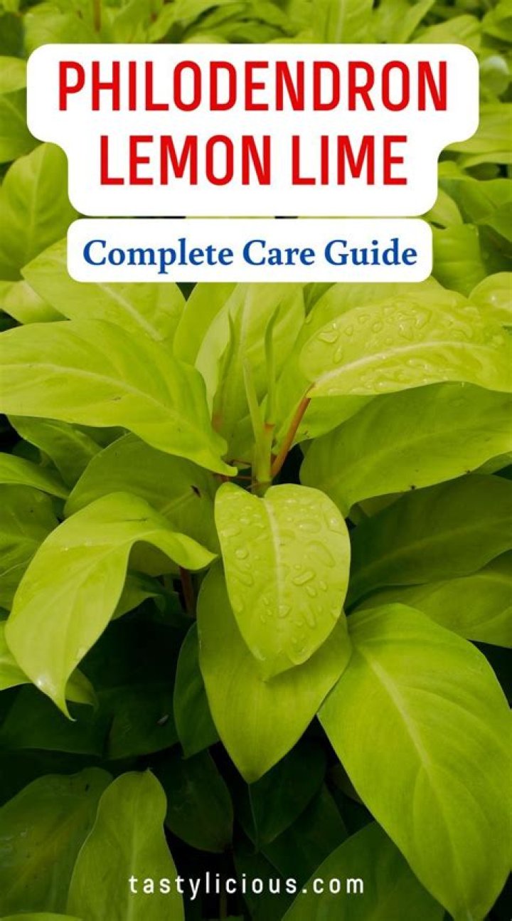 How do you care for a lemon lime philodendron