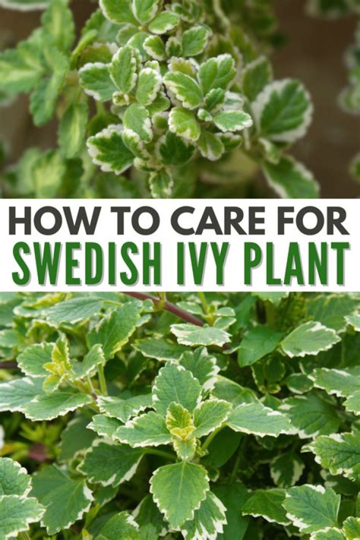How do you care for variegated Swedish ivy