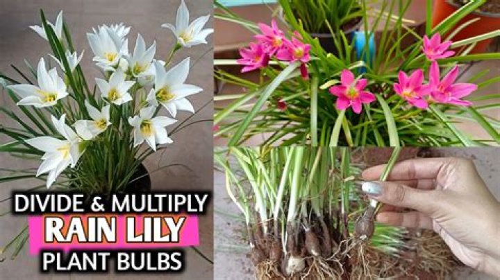 How do you divide lily bulbs