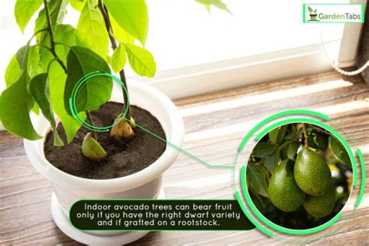 How do you get rid of mites on an avocado tree