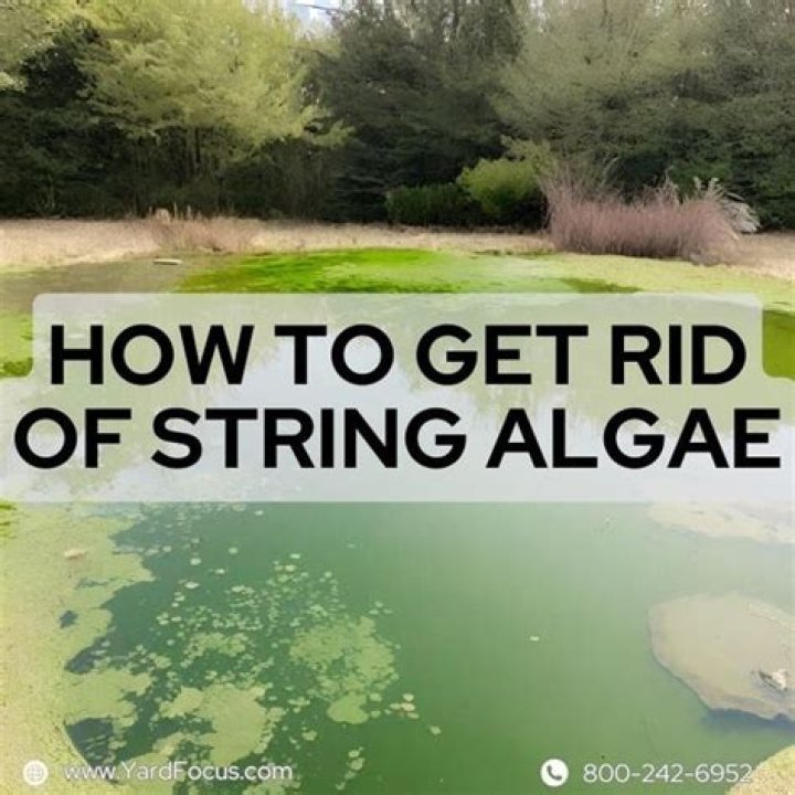 How do you get rid of string algae in a pond