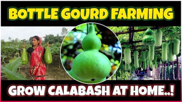 How do you grow a bottle gourd from seed