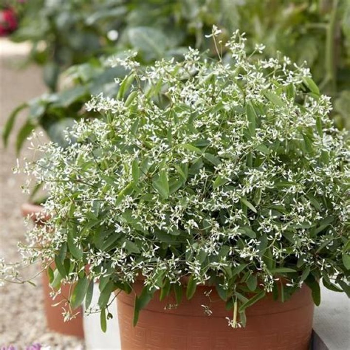 How do you grow Diamond Frost euphorbia