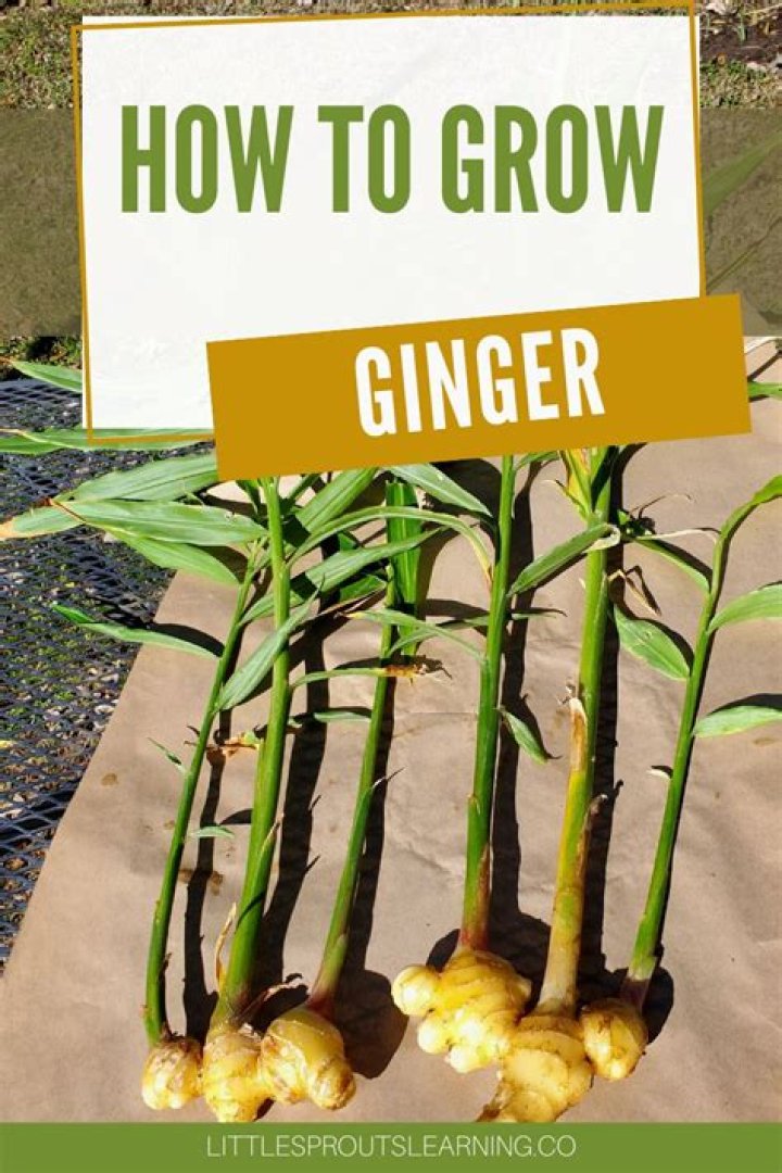 How do you grow ginger in a greenhouse