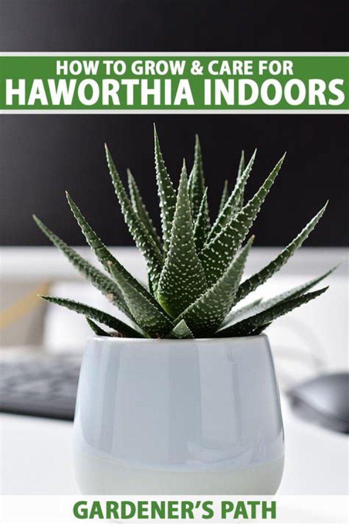 How do you grow haworthia Truncata from seed