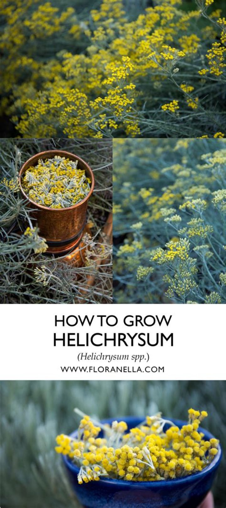 How do you grow Helichrysum from seed
