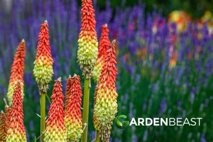 How do you grow kniphofia