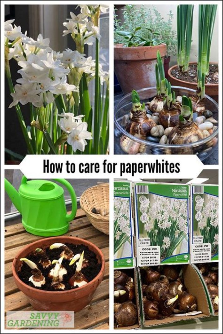 How do you grow paperwhites in soil