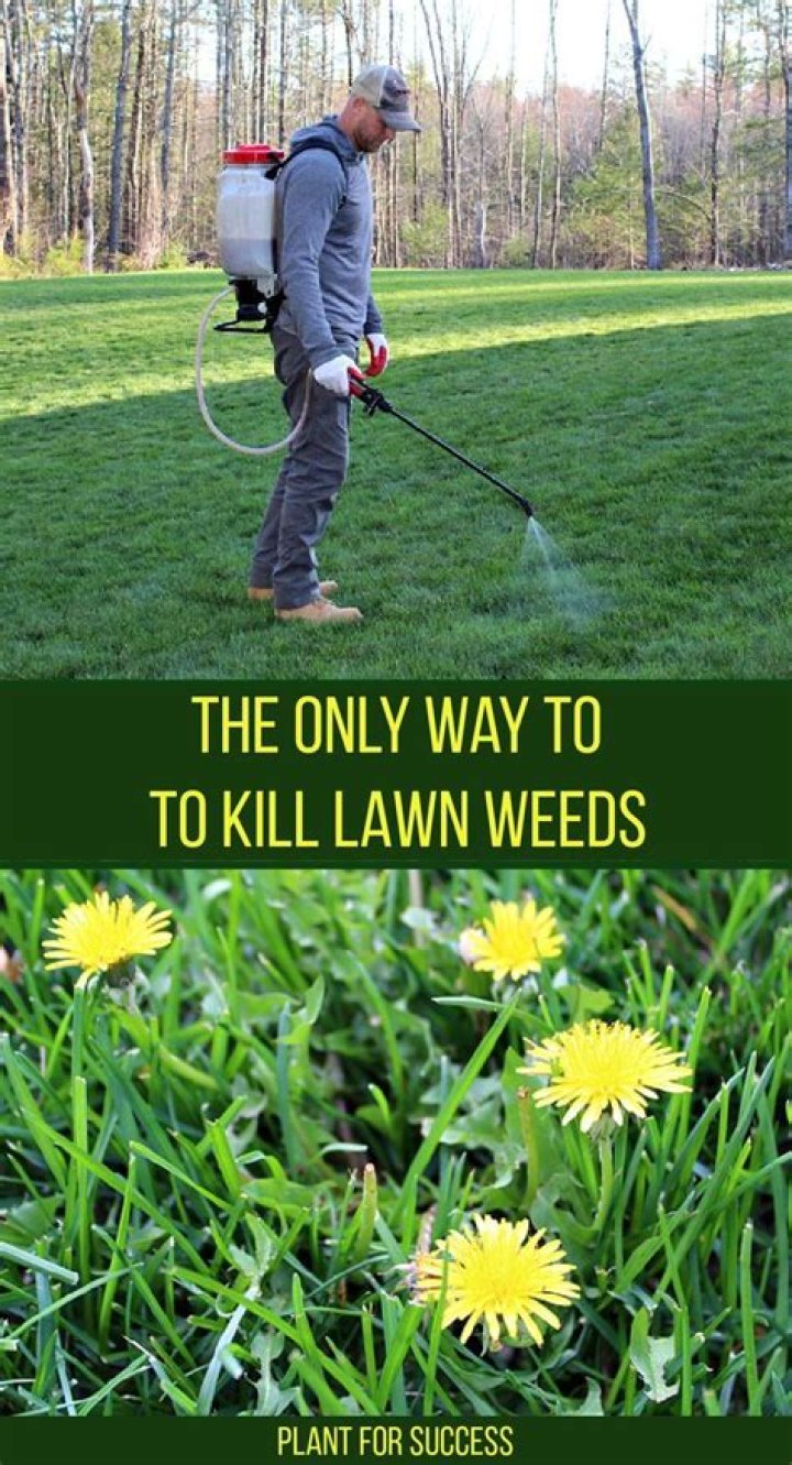 How do you kill and prevent weeds