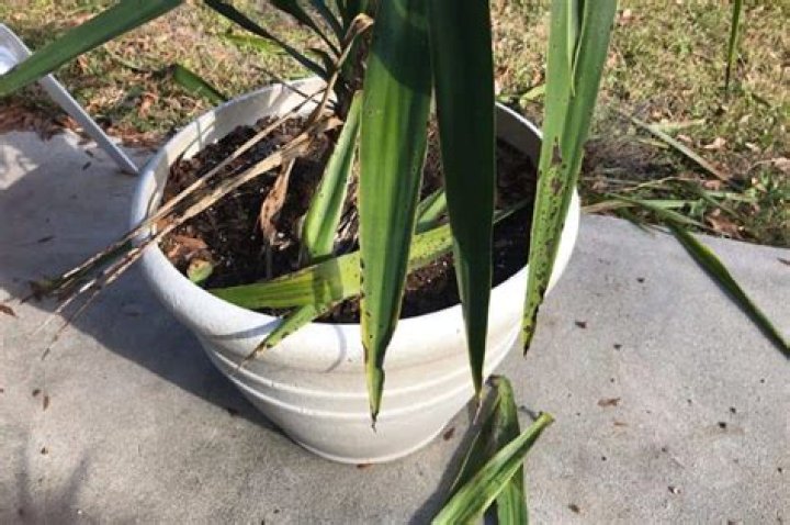 How do you know if a Yucca is dying