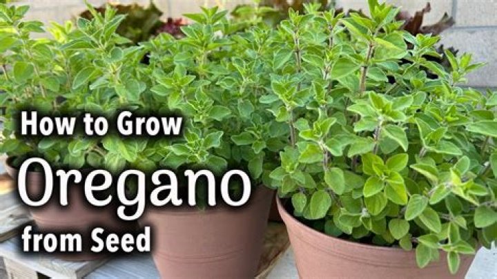 How do you know when oregano is ready to harvest
