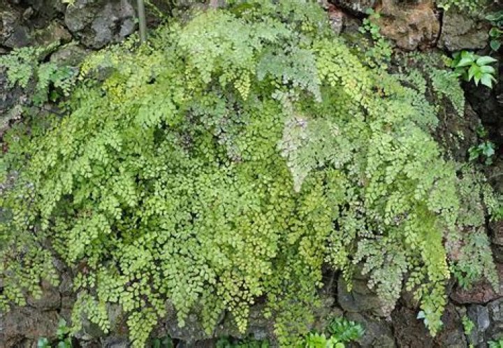 How do you look after adiantum Raddianum