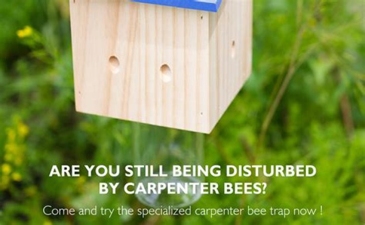 How do you make a boring bee trap