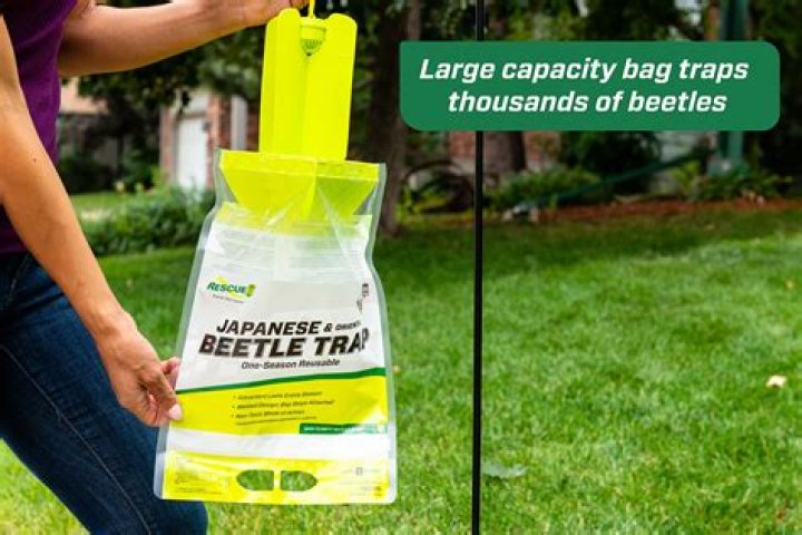 How do you make a Japanese beetle trap