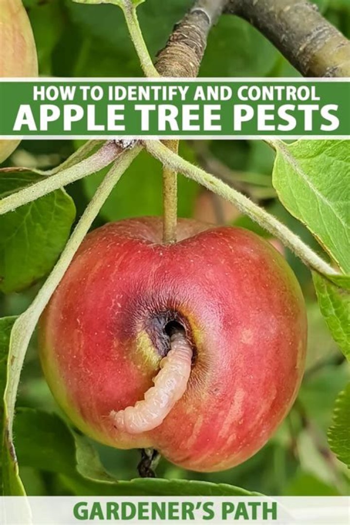 How do you prevent apple tree diseases