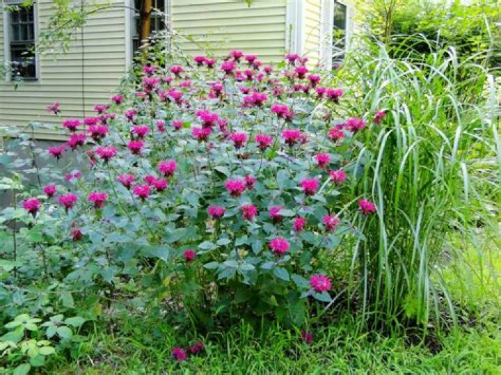 How do you propagate Monarda didyma