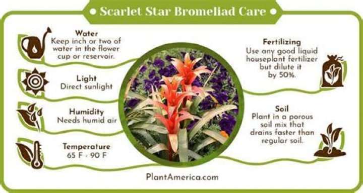 How do you take care of a scarlet star plant