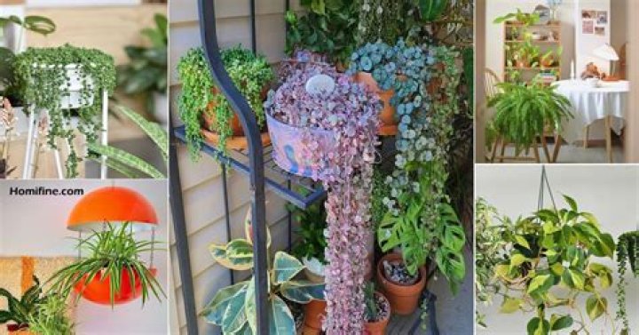 How do you take care of hanging flowers