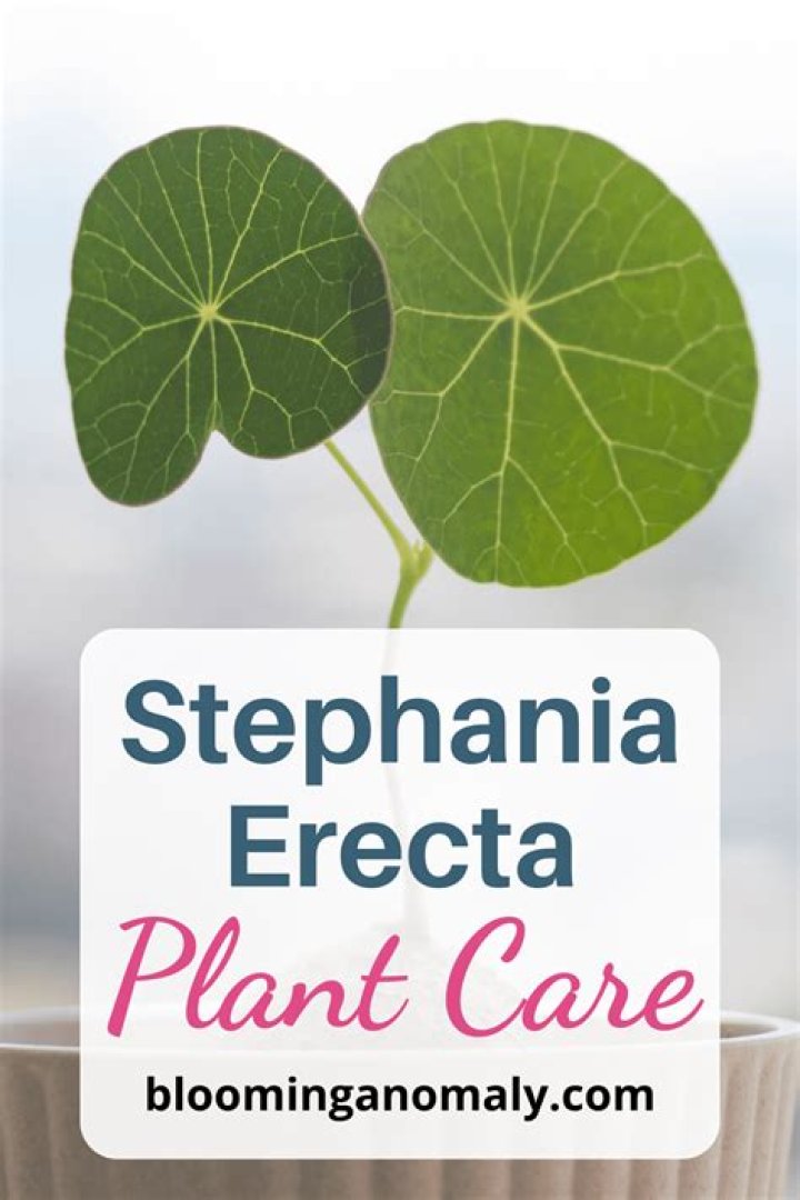 How do you take care of Stephania erecta