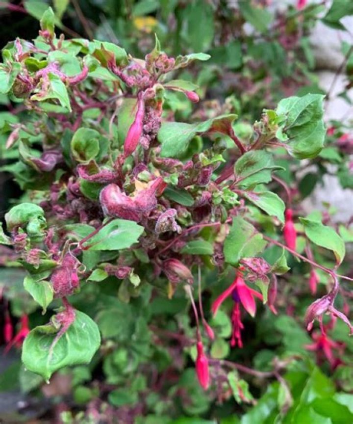 How do you treat fuchsia rust