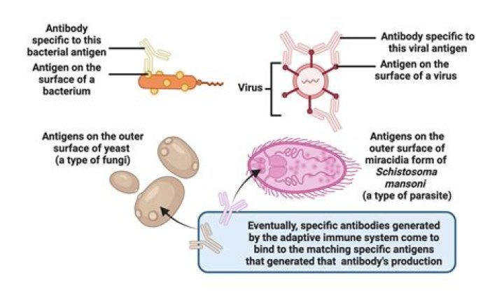 How does an antigen work