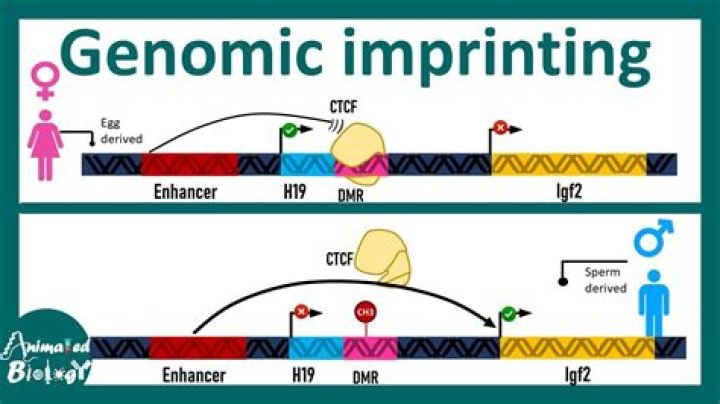 How does genomic imprinting occur