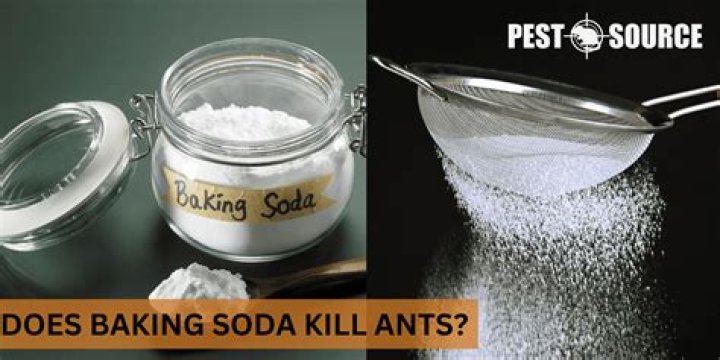 How does powdered sugar and baking soda get rid of ants