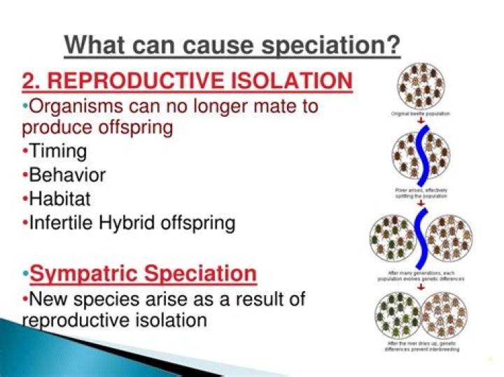 How does reproductive isolation cause sympatric speciation