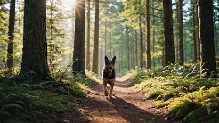 How Far Will A Dog Run Into The Woods