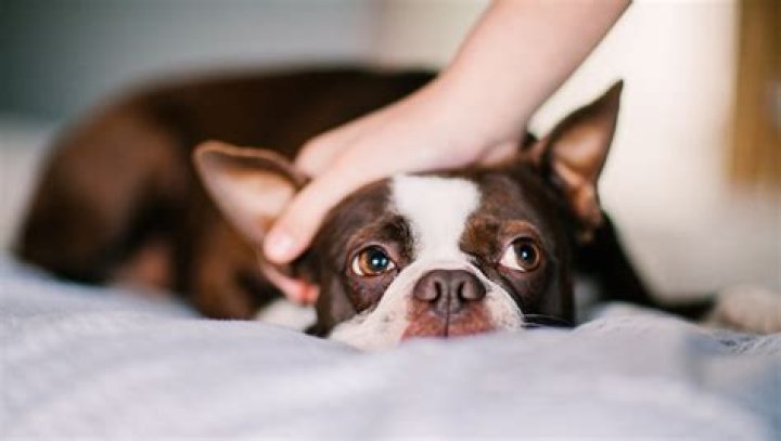 How long are puppies wobbly