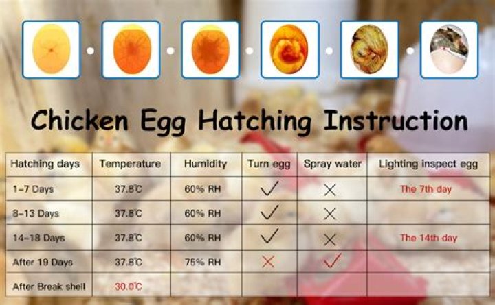 How long do Silkie eggs take to hatch