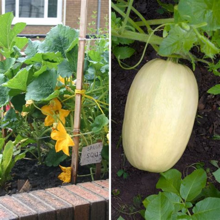 How long does it take for gem squash to grow