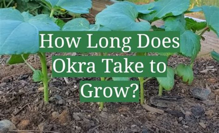 How long does okra take to grow from seed