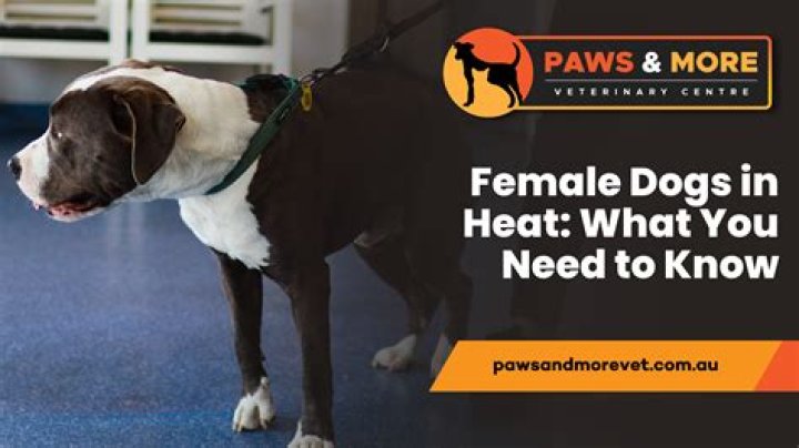 How Long Is A Female Dog In Heat Swollen