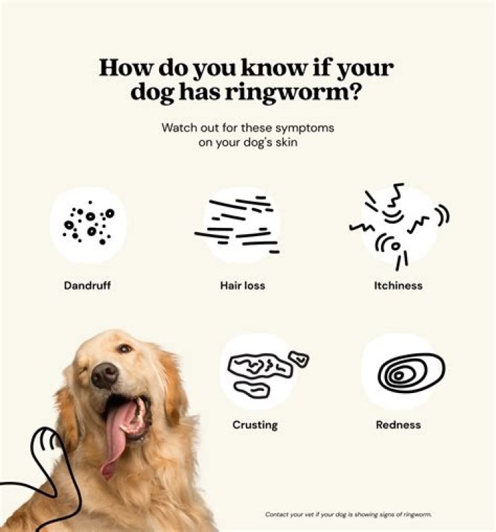 How Long Is Ringworm Contagious After Starting Treatment In Dogs